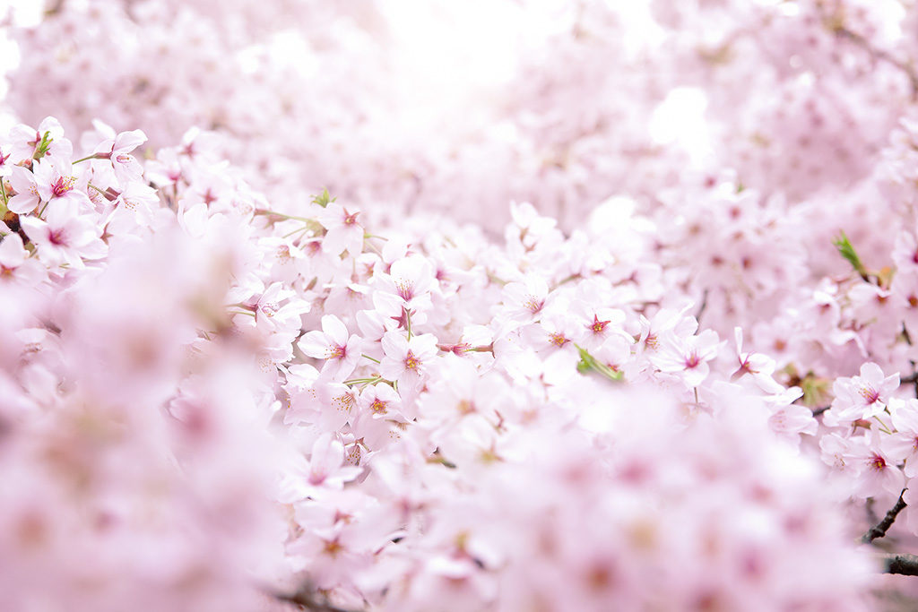 4月桜